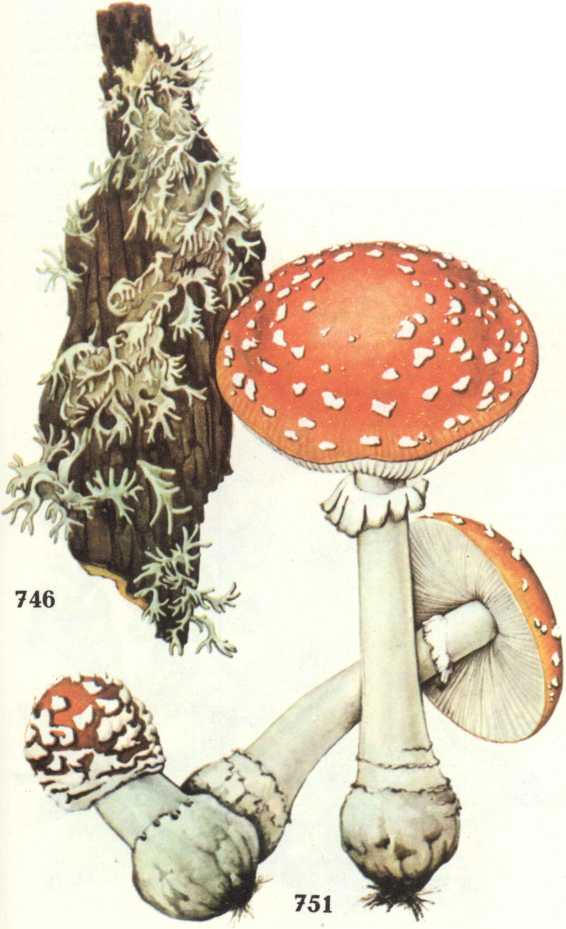   ;  