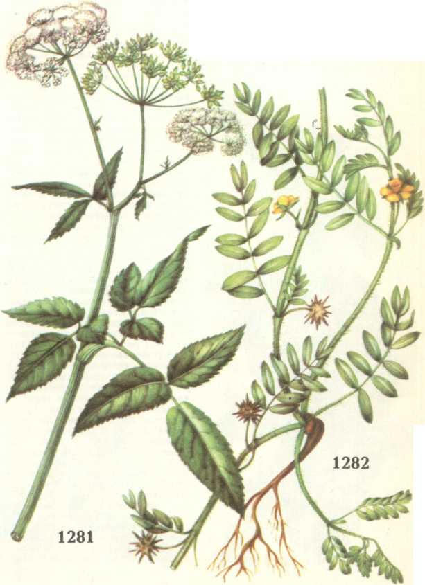 сныть обыкновенная якорцы стелющиеся