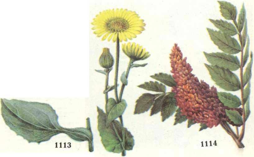 дороникум ядовитый сумах дубильный