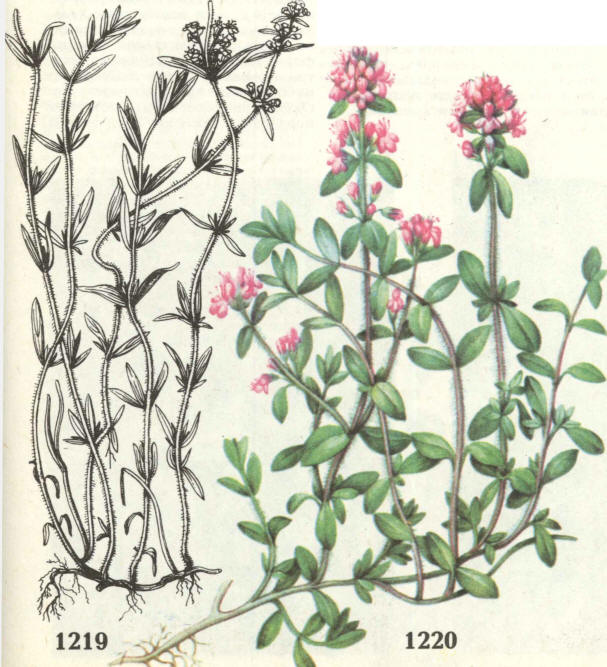 тимьян чебрец