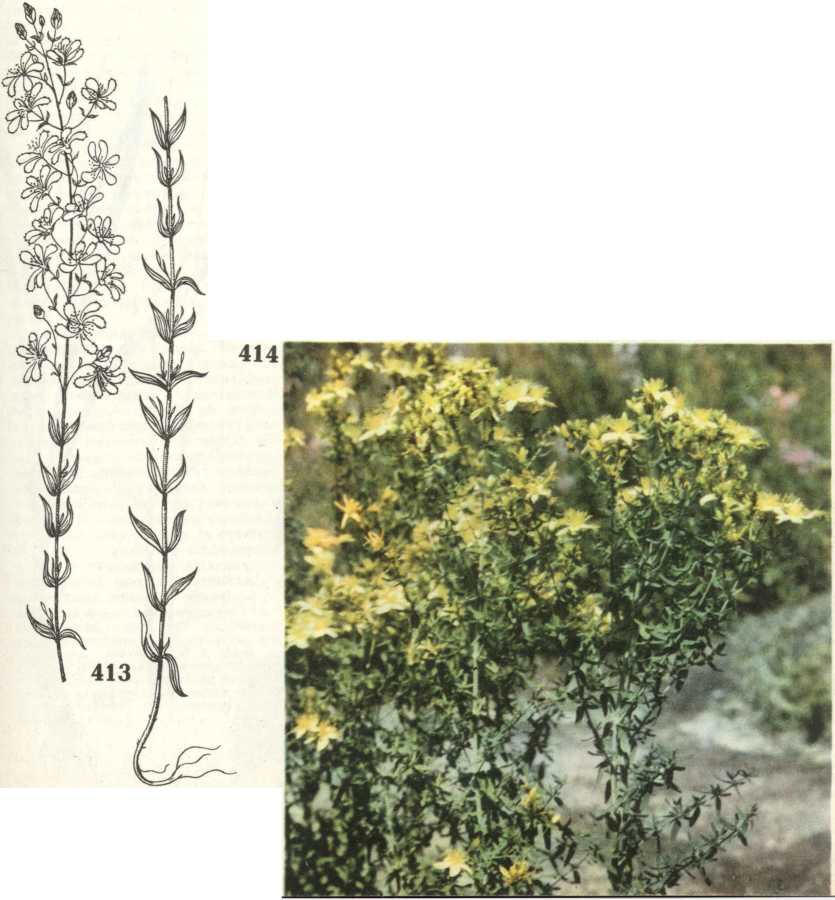 зверобой продырявленный