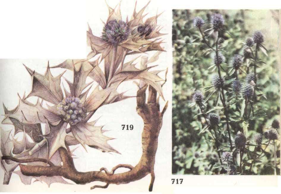 синеголовник