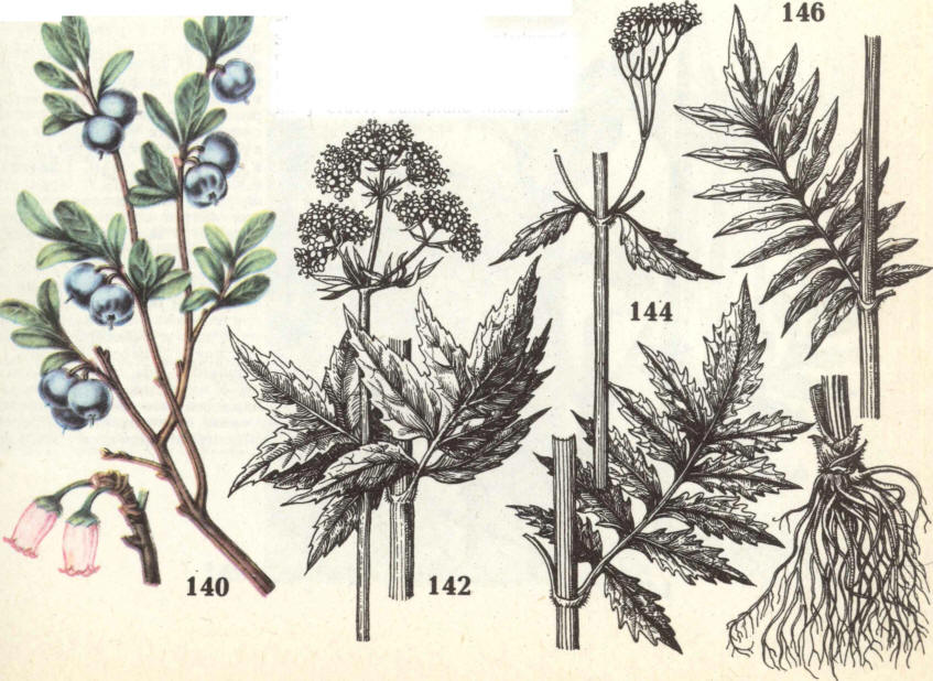 Голубика валериана