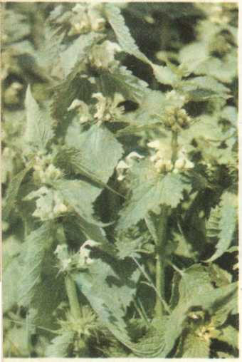 яснотка белая