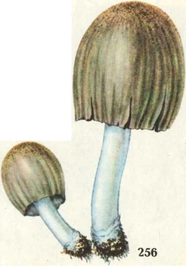 навозник серый