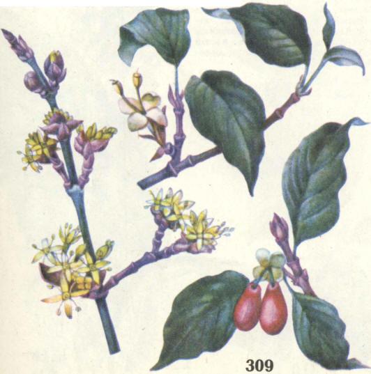 кизил обыкновенный