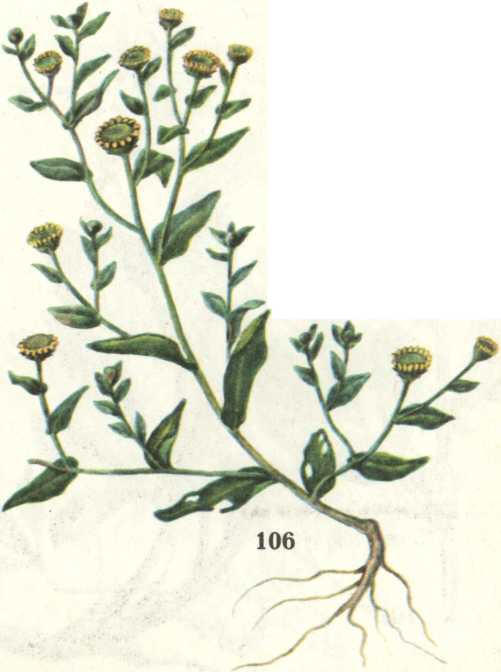 блошница обыкновенная