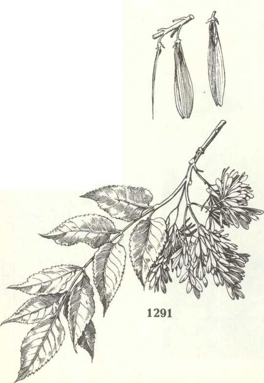 ясень белый